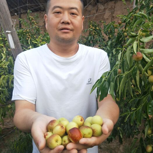 大荔县 大荔冬枣新鲜冬枣脆甜冬枣现查现发原产地