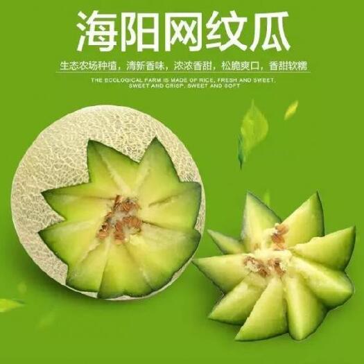 海阳市 海阳网纹瓜