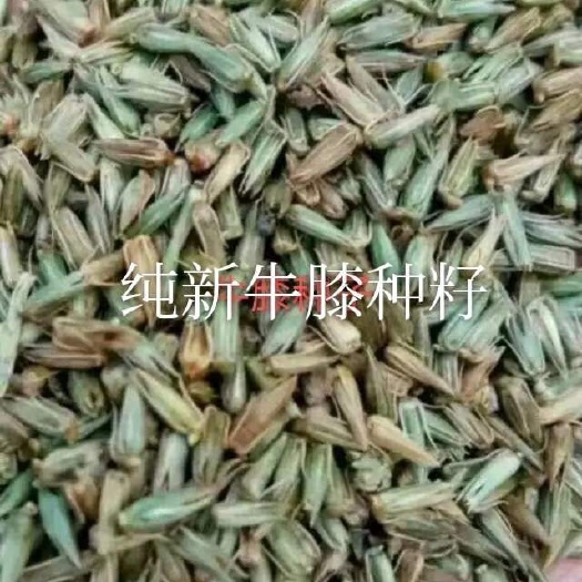 亳州 牛膝种子
