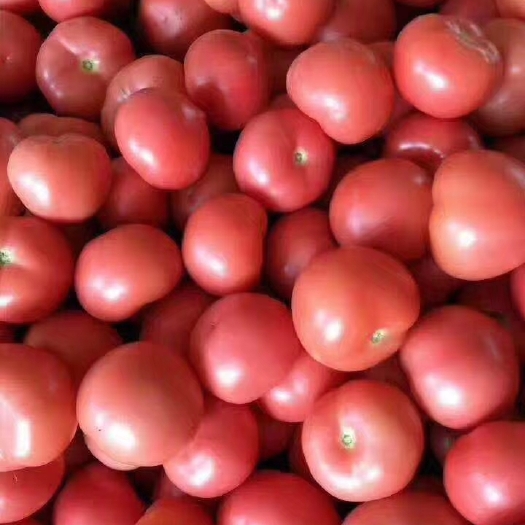邯郸硬粉西红柿  优质西红柿，，大棚货，产地直发，量大从优！