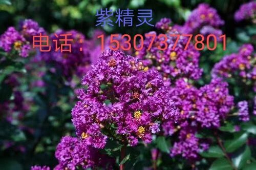 益阳 紫薇紫精灵系列，适用于花海，绿化工程，火热销售中！