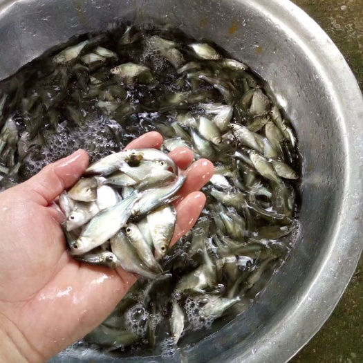 鹤山市团头鲂  武昌鱼苗