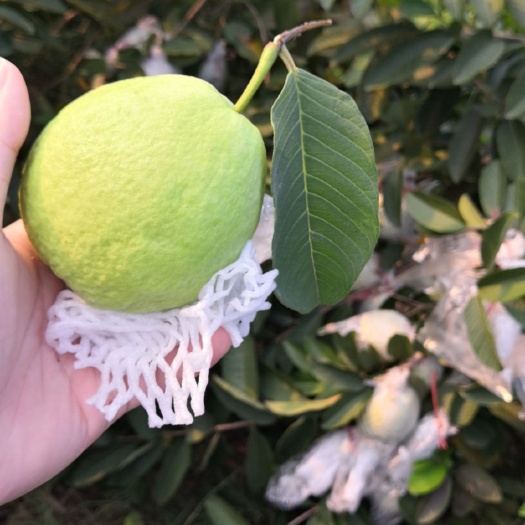 汕头 绿色健康红心芭乐，酸甜可口，嘎嘣脆