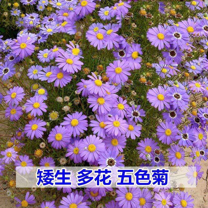 宿迁 五色菊花种子 园林地被花卉种子 景观花坛鲜花植物紫色草花种子