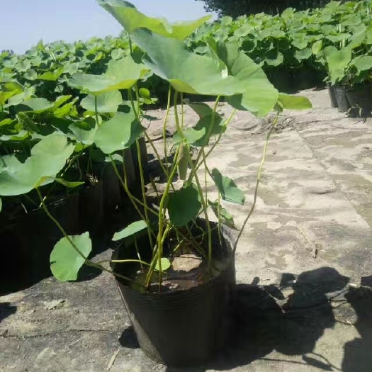 安新县荷花盆栽 白洋淀盆栽荷花