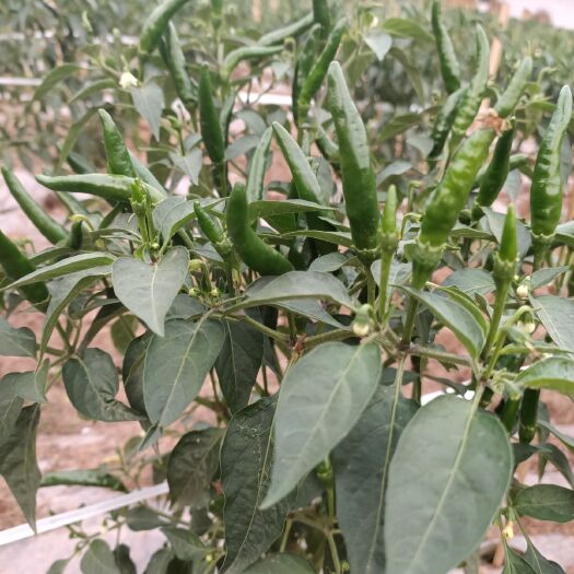 荣县朝天椒 小米辣预售，6月20号大量上市