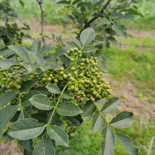 青花椒  鲜花椒，有需要的可以联系我，