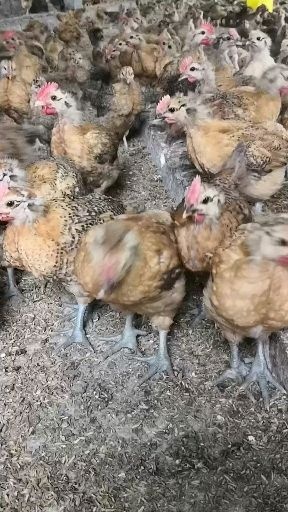 仁寿县 品牌优公脱温鸡苗一斤半