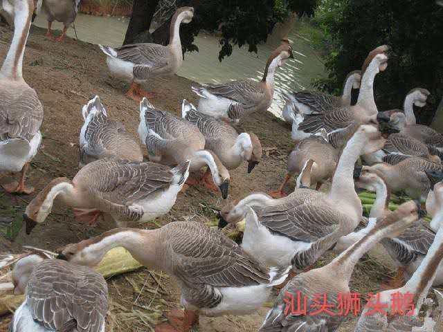 南宁 鹅苗  大种师头鹅苗