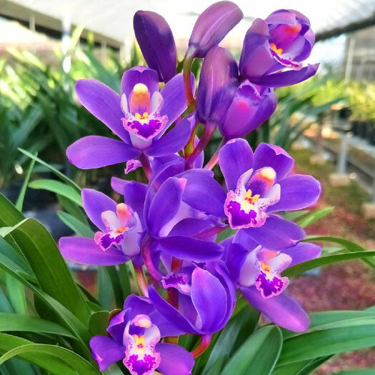 宿迁 【四季常青】浓香型兰花苗盆栽室内绿植物好养易活花卉防辐射盆栽
