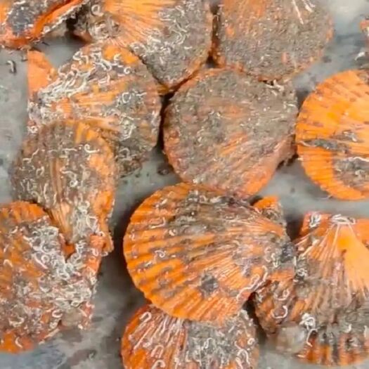 佛山 批发各地生蚝，新鲜扇贝，带子，价格实惠。