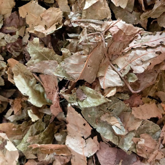 菏泽药用青钱柳叶 二斤  货好量大 要多了有优惠 可做茶用
