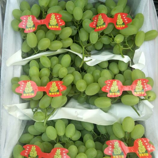 饶阳县 饶阳维多利亚青提葡萄大量上市