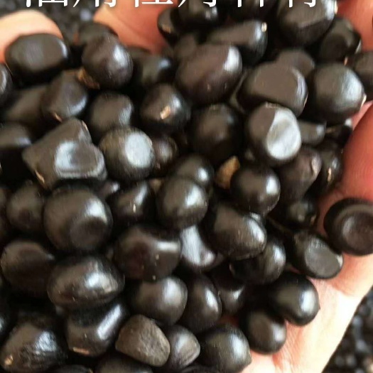 牡丹种子 油用牡丹籽