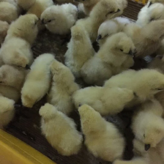 广州 白凤乌鸡苗