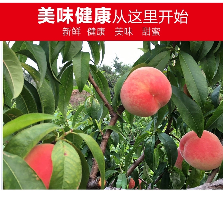  蜜桃新鲜 水果5斤包邮当季现摘现发山东水蜜桃脆桃子毛