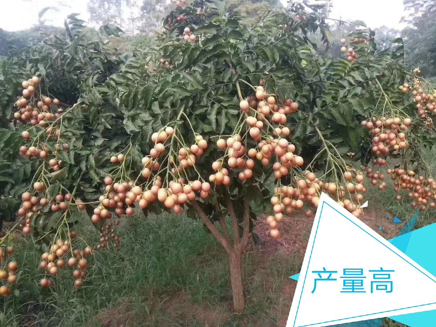  黄皮果苗