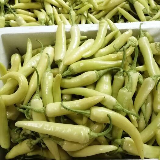 柳州 白辣椒新鲜白玉椒白皮椒辣椒