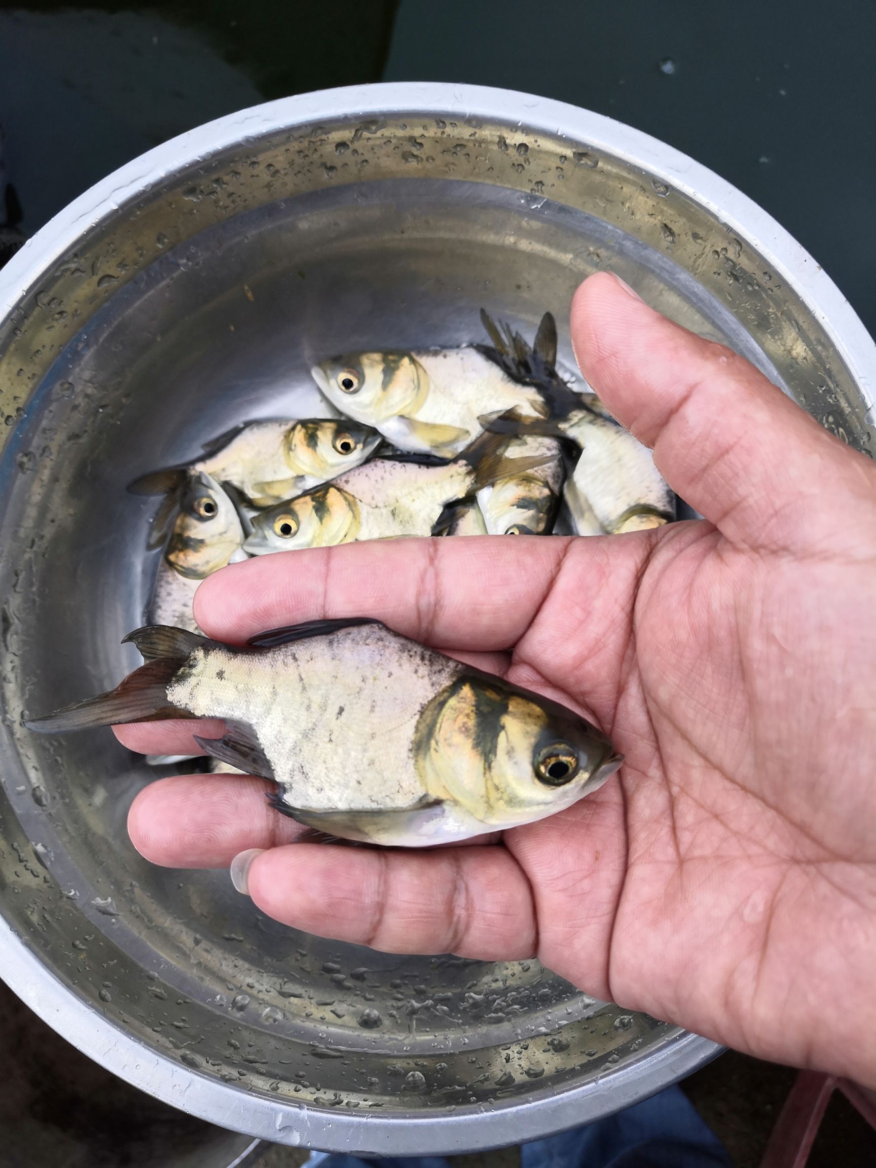 缩骨大头鱼苗 缩骨大头