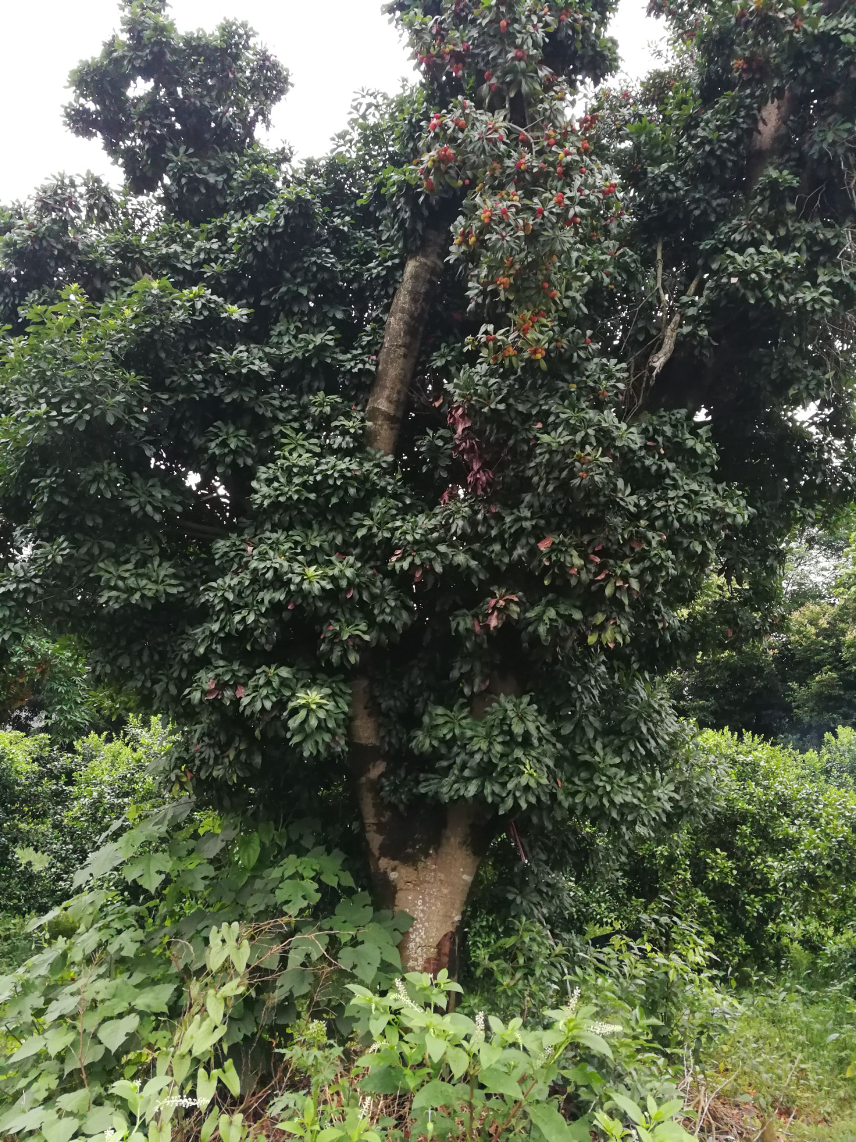  杨梅树