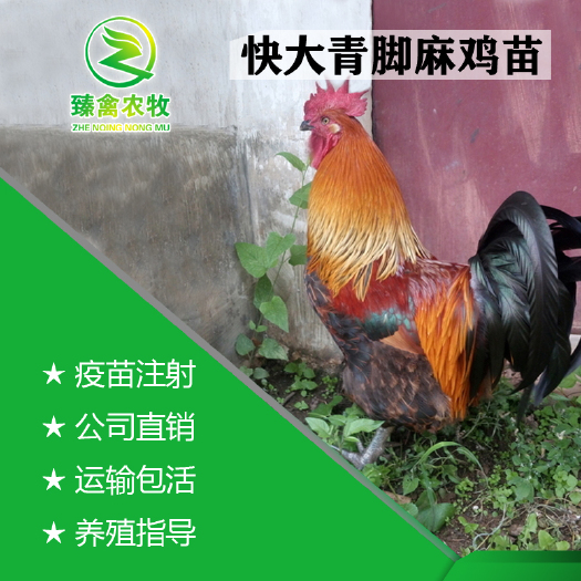南宁 广西快大青脚麻鸡苗，出壳包打疫苗，运输包运损！