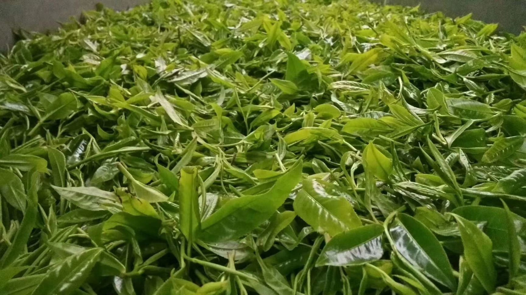  贵州高原古茶/普安红茶批发