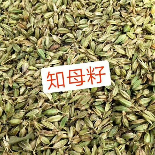  知母种子