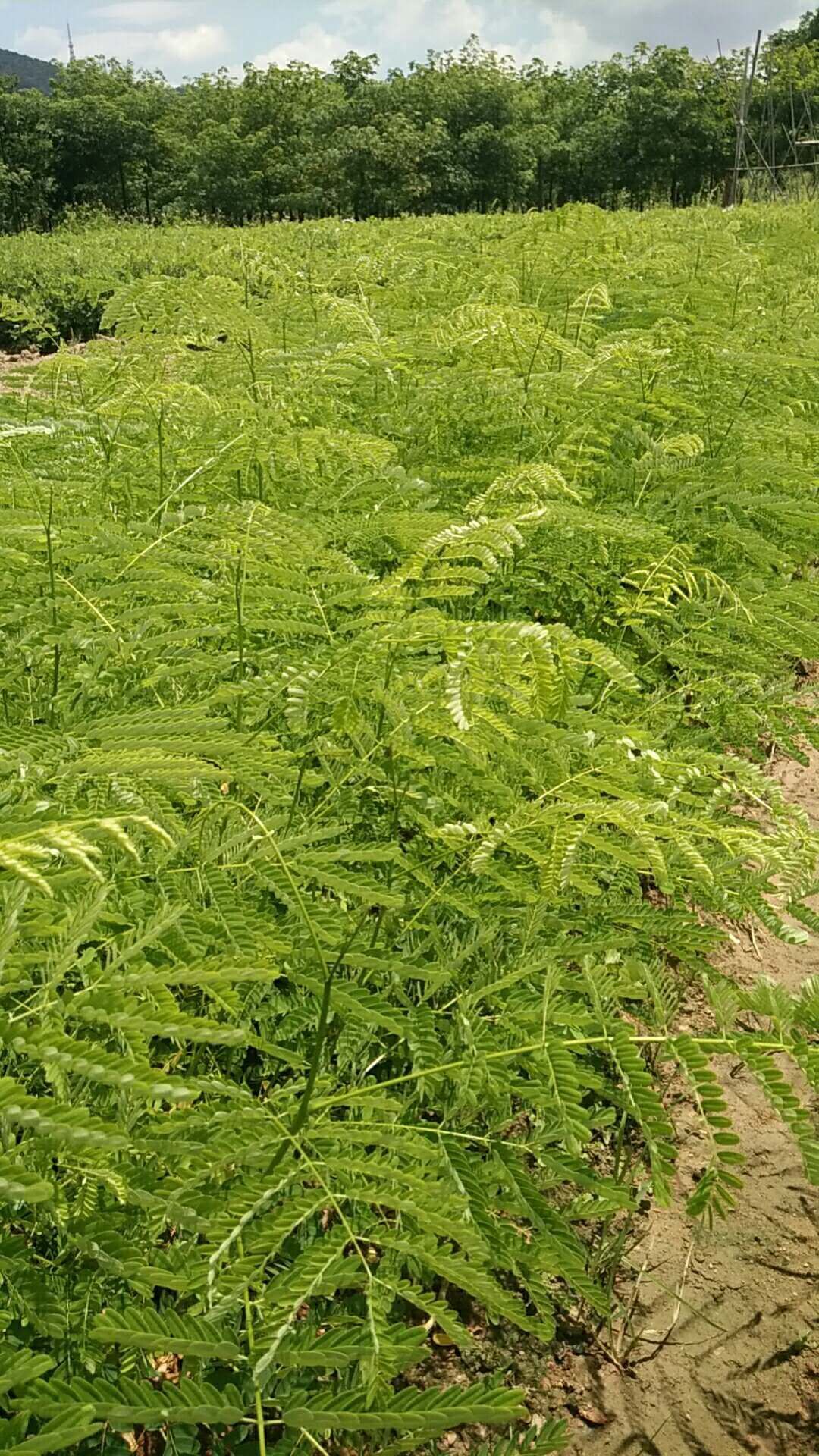  凤凰木 优质量现货