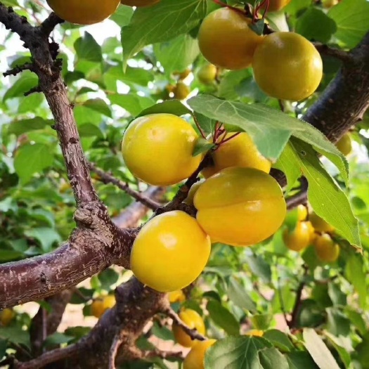 杏，珍珠油杏