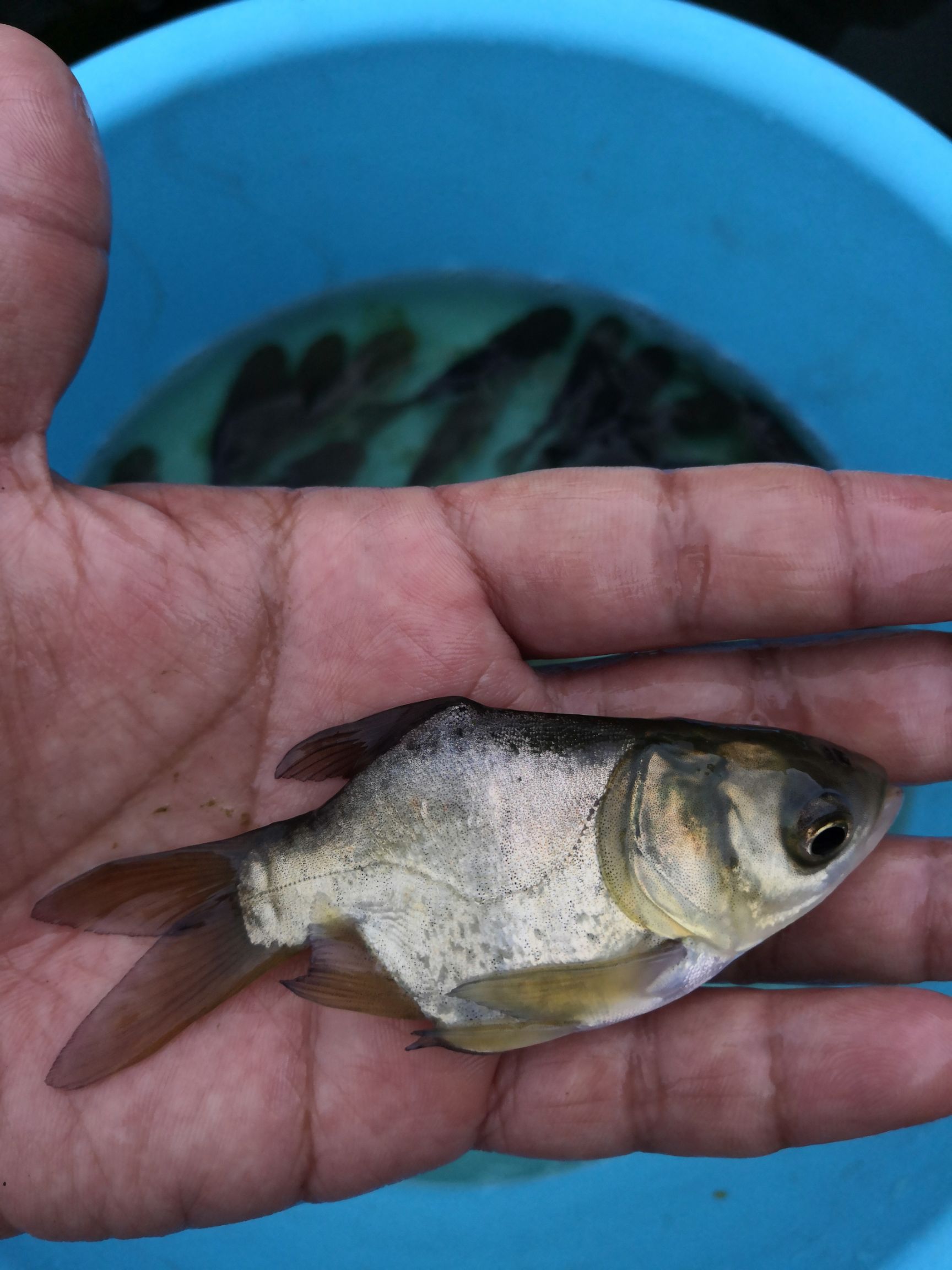 缩骨大头鱼苗 缩骨大头