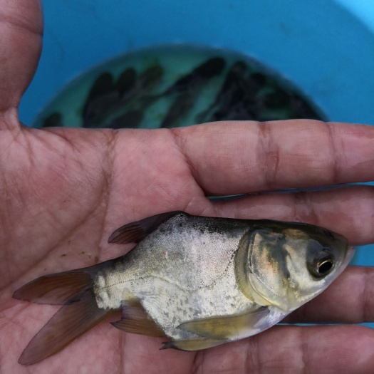 中山市缩骨大头鱼苗 缩骨大头