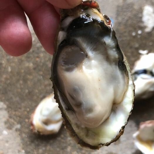 漳浦县福建生蚝 漳州漳浦生蚝