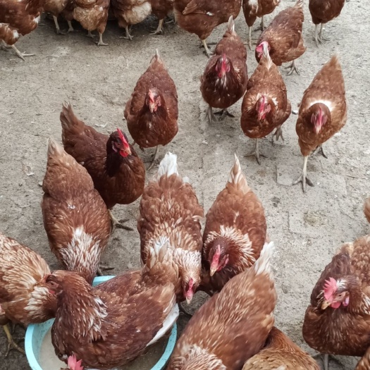 西安土鸡蛋 食用 散装