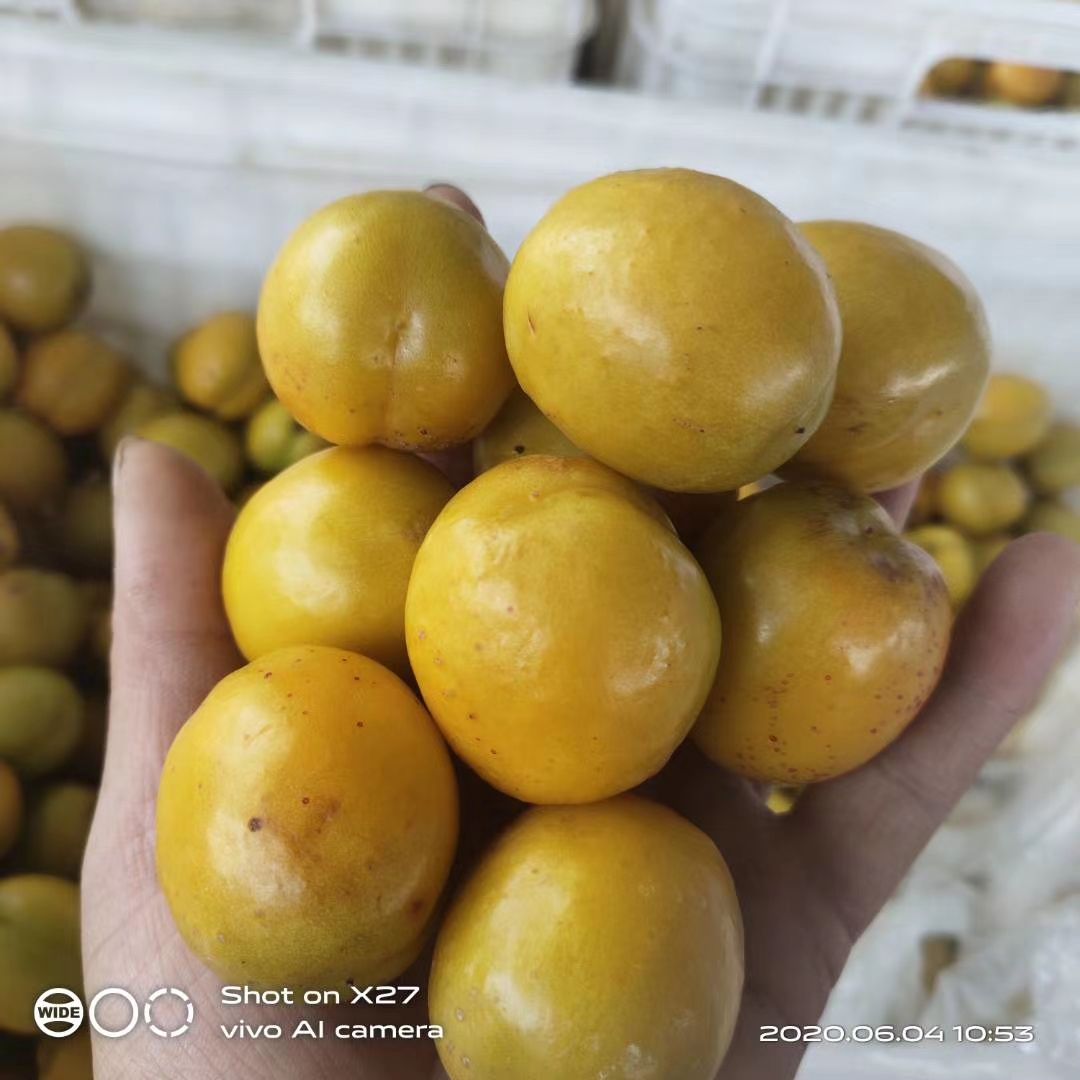 杏，珍珠油杏