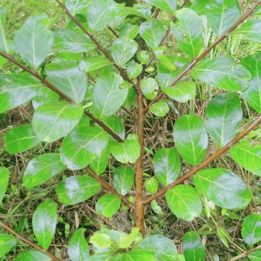 金华 紫薇花苗木老桩桩盆栽盆景庭院花卉园艺