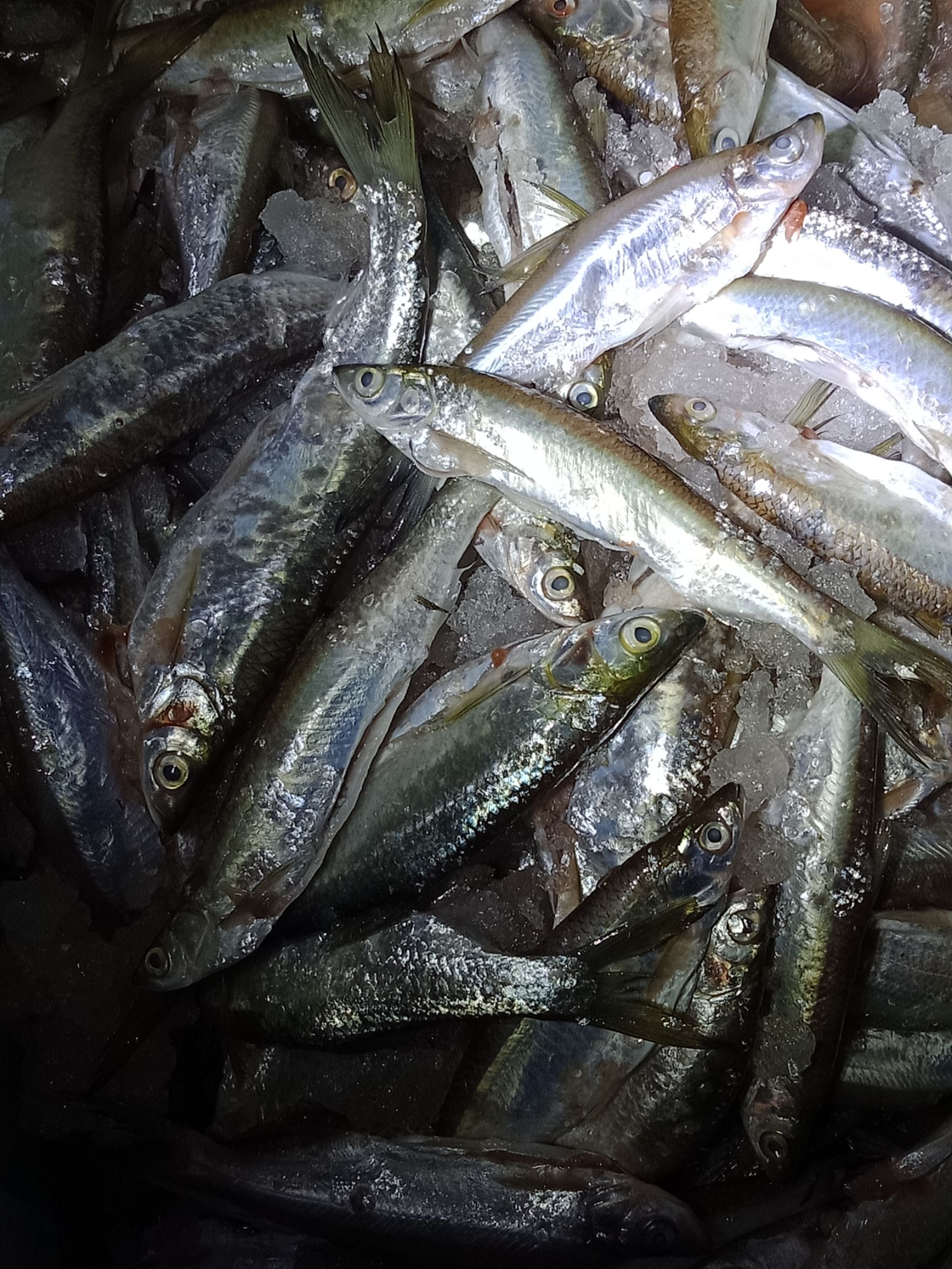 蓝刀鱼  新鲜兰刀鱼，大量上市