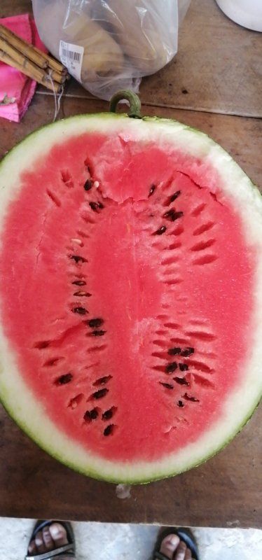甜王西瓜 河南省商丘市睢阳区 1茬