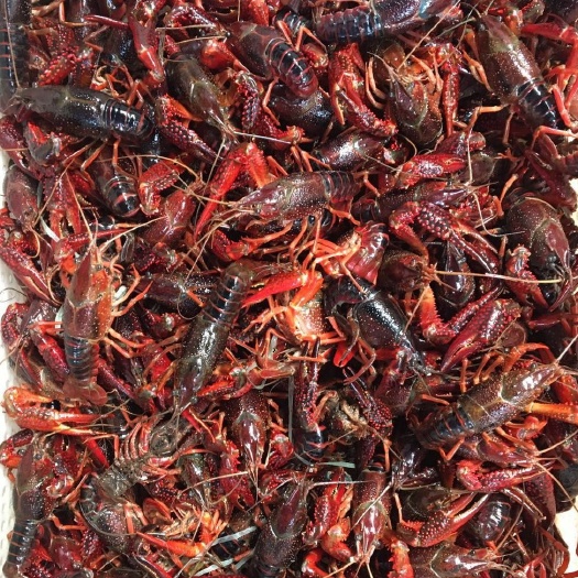 湛江 新鲜生猛小龙虾批发