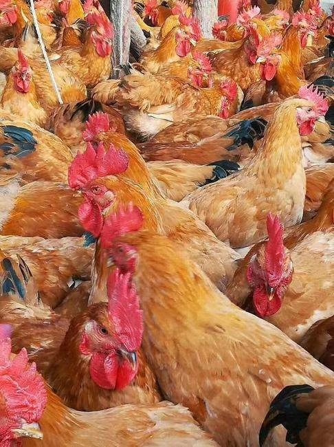 南宁快大王鸡苗 快大黄鸡苗 肉鸡苗 土鸡苗