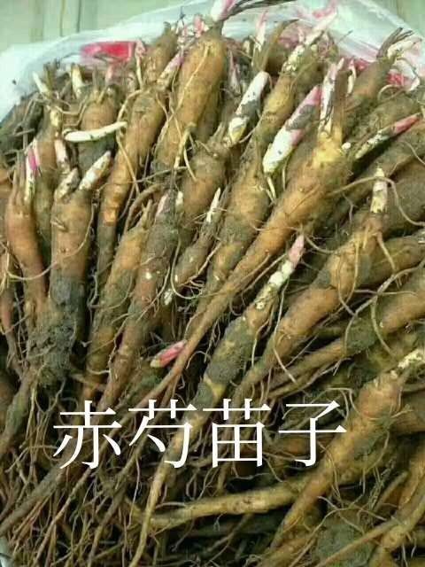 亳州赤芍种苗 一年赤芍苗子