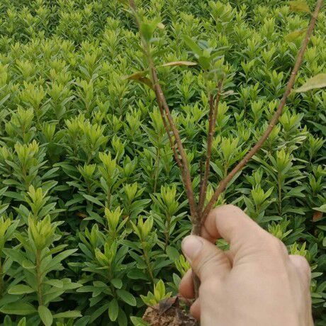 阳朔县毛杜鹃 0.5~1米