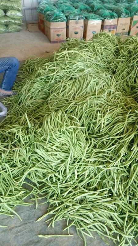 武山县无筋豆角 精品豆王