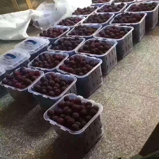 慈溪市 慈溪横河大山杨梅