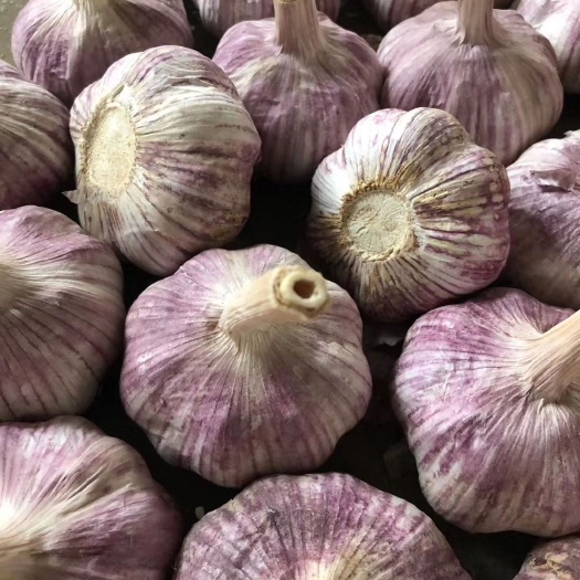 金乡县紫皮大蒜 混级统货
