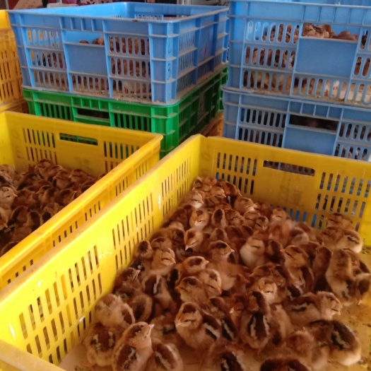 南宁凤翔鸡苗 统货