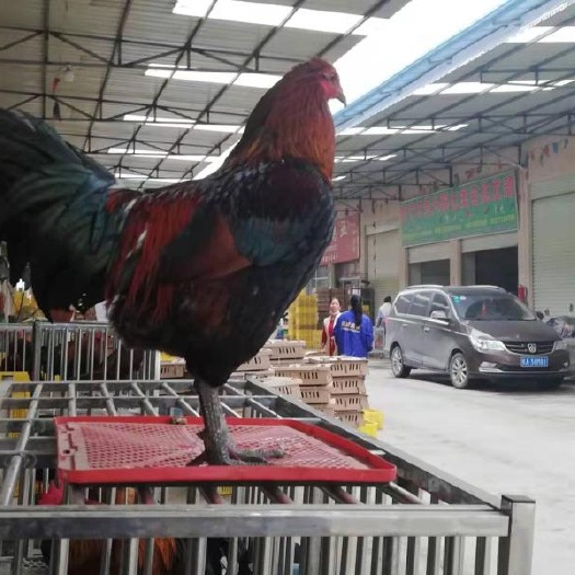 昆明 改良斗鸡苗，高品质高质量，全国发货，适应能力强，疫苗包打