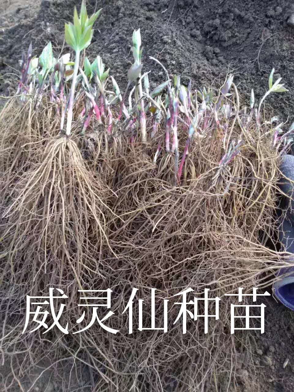 亳州 威灵仙种苗