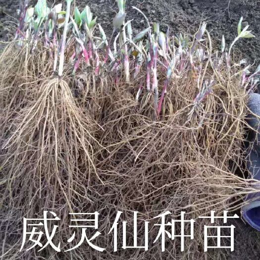 亳州 威灵仙种苗