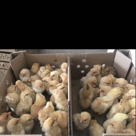 广州土二鸡苗 这个苗真的很棒哦！