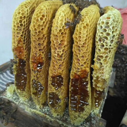 岑溪市 纯正土蜂蜜，假一赔十